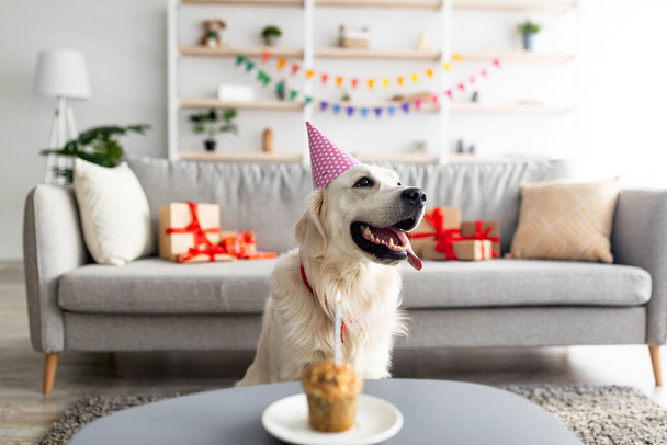 Golden retriever in party hat having birthday, sitting near small b-day cake with candle, celebrating holiday at home - Photo, Image