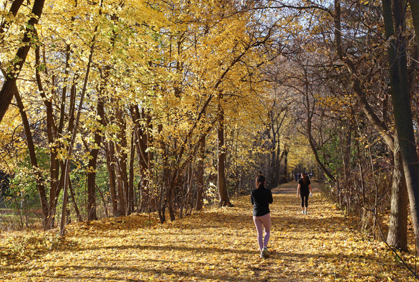 Tree lined recreational trail with brilliant fall colors - Foto, imagen