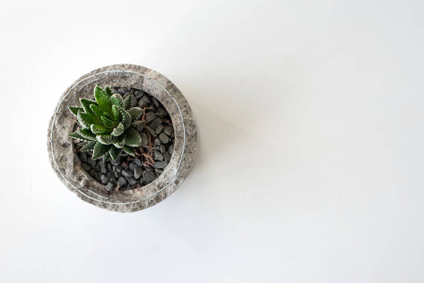 Beyaz masa arkasında sulu bitki, üst görünüm - Fotoğraf, Görsel