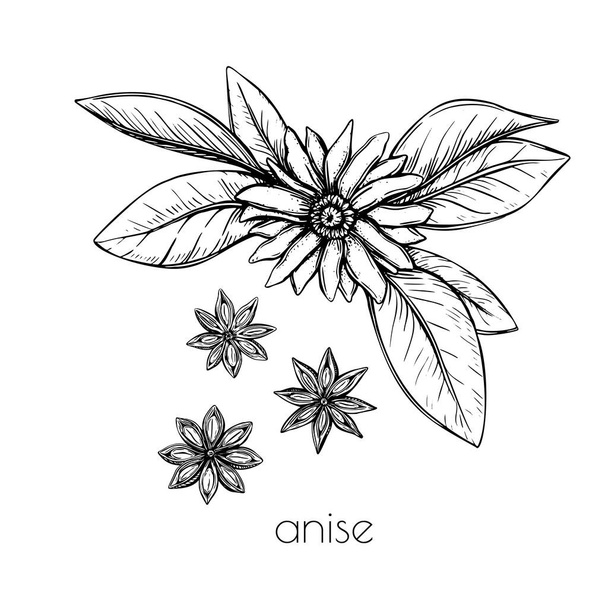 Hand drawn set with anise sketch flower star. Spring vector outline drawing illustration. Floral botanical cooking food. - Vetor, Imagem