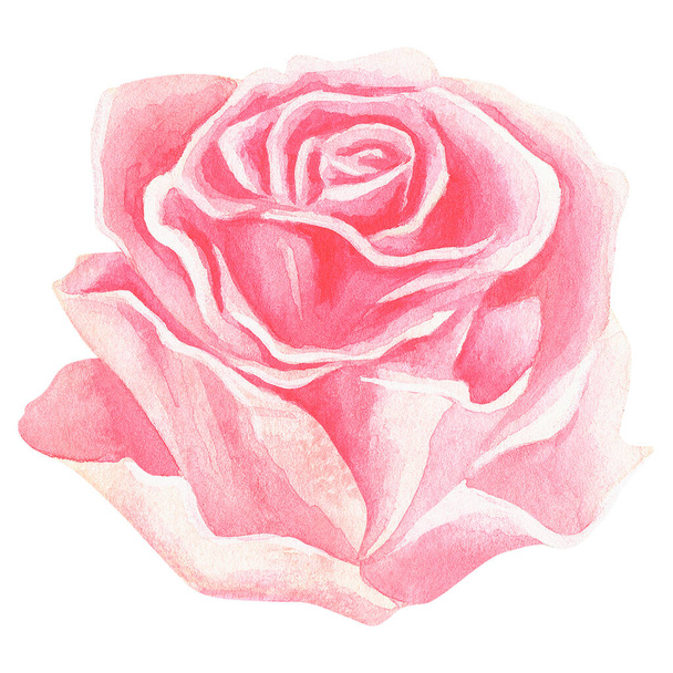 Pink rose. Watercolor vintage illustration. Isolated on a white background. For your design. Suitable for postcards, wedding invitations, fabric, stickers, cosmetics packaging, flower shop advertising - Zdjęcie, obraz