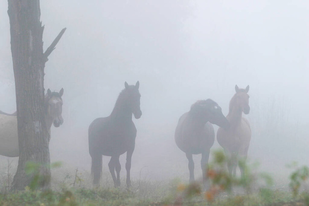 herd of horses in a thick fog in the autumn in the woods - Photo, image
