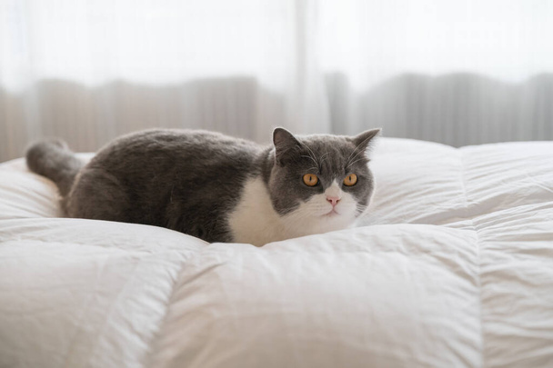 British Shorthair lying on the duvet - Foto, Imagen
