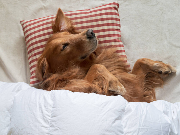Golden Retriever sleeping with pillow and quilt - Foto, Bild