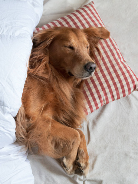 Golden Retriever sleeping with pillow and quilt - Foto, immagini