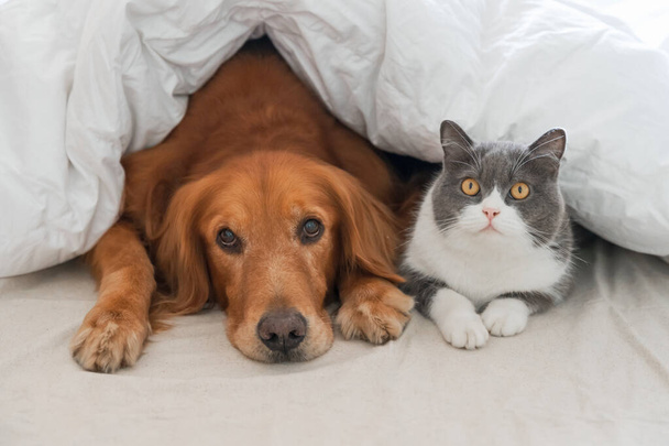 Golden Retriever and British Shorthair in the bed together - Foto, Bild