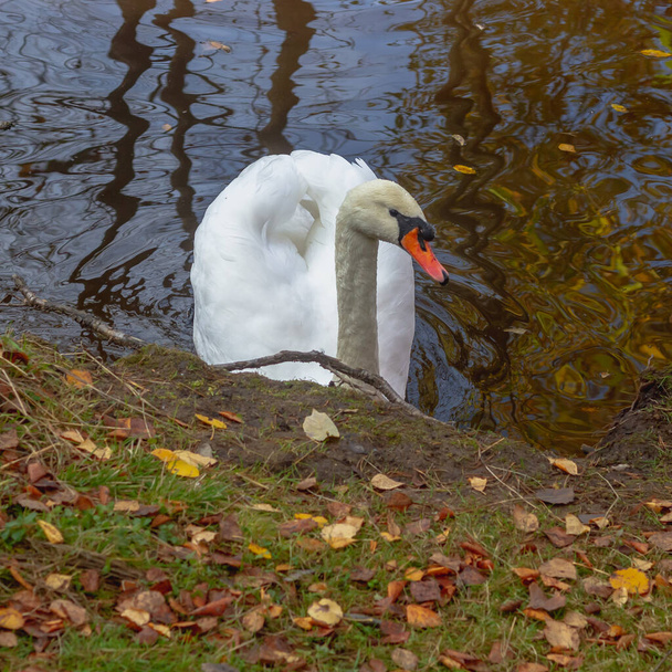 A white swan bird swims in a lake or pond in autumn, the water is covered with fallen leaves. - Фото, изображение