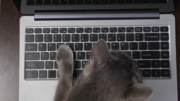 Gato presiona botones en el teclado portátil distrayendo del trabajo - Imágenes, Vídeo