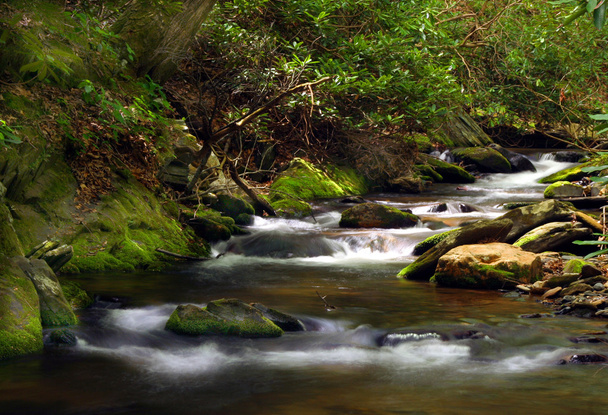 Creek w lesie - Zdjęcie, obraz