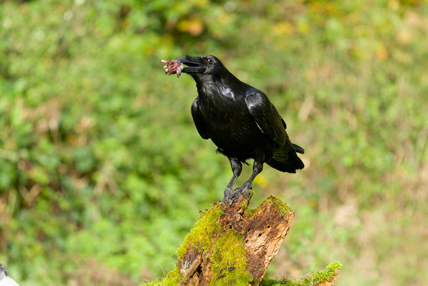 Raven, Corvus corax, Ave solteira no log, Warwickshire, outubro de 2021 - Foto, Imagem