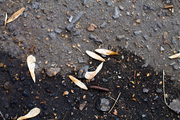 asfalto gris viejo. semillas de arce en el pavimento. - Foto, Imagen