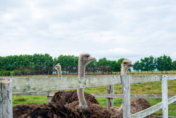 Group of common ostriches on a farm - 写真・画像