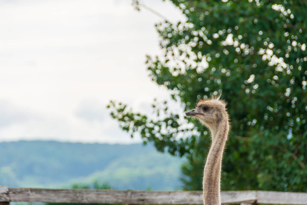 Ostrich head close-up on a farm - Фото, изображение