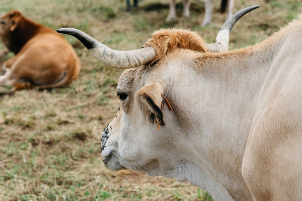 アストゥリアス州の牧草地で牛の放牧の群れ - 写真・画像