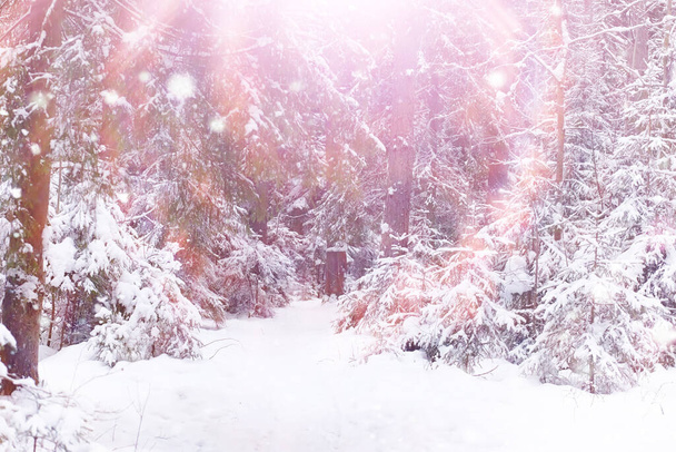 Paisaje forestal invernal. Árboles altos bajo cubierta de nieve. Enero día helado en el parque. - Foto, Imagen