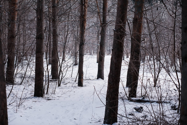Winter forest landscape. Tall trees under snow cover. January frosty day in park. - Photo, Image