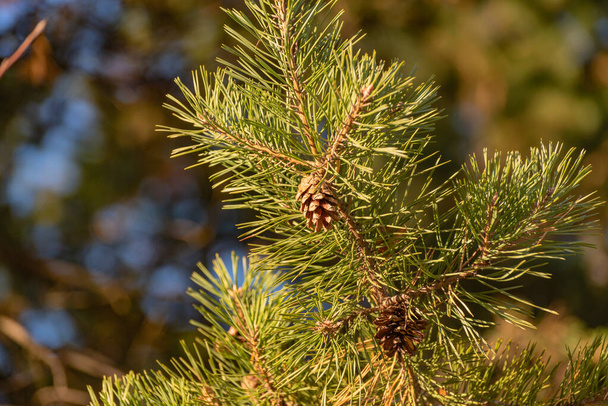 Detailní záběr borovicové větve na podzim - Fotografie, Obrázek