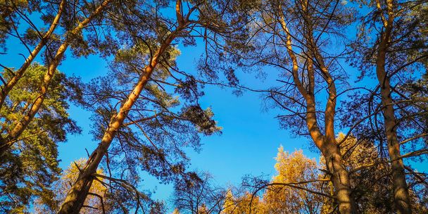 Zedernholz an einem sonnigen Herbsttag - Foto, Bild