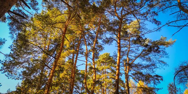 Cedar pine on a sunny autumn day - Фото, изображение
