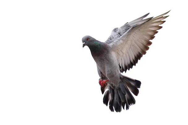 Летящий голубь на белом фоне - Фото, изображение