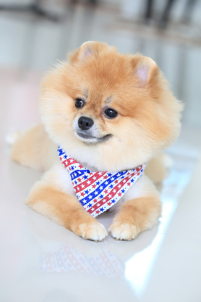 pomeranian puppy dog - Photo, Image