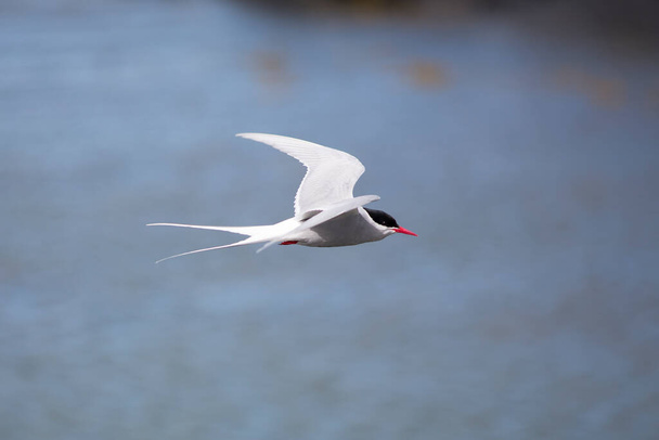Arctic Tern in Iceland during fly, amazing fast bird,close up detail view, wildlife shooting in Iceland, travel photo tip, traveling over the world, Akranes  - Photo, Image