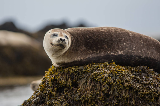 Cheveux de phoque, port (Phoca vitulina) en Islande, vue rapprochée, animaux mignons en été, près d'une mer, océan, photo de la faune - Photo, image
