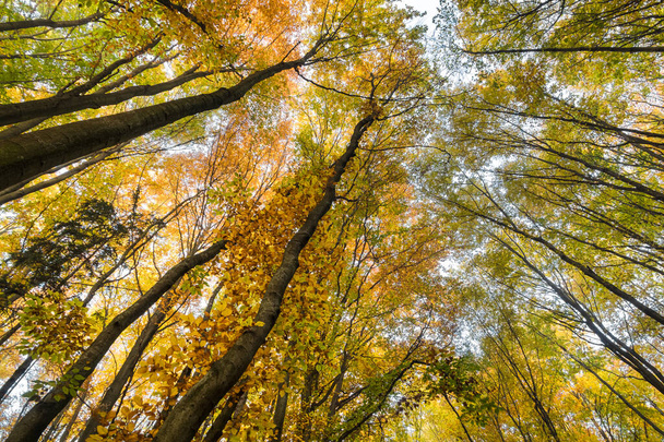 Vista para coroas de faias lindamente coloridas na floresta de outono - República Checa, Europa - Foto, Imagem