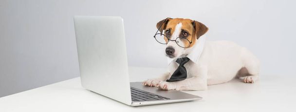 Jack russell terrier cane in occhiali e cravatta funziona su computer portatile su sfondo bianco. - Foto, immagini
