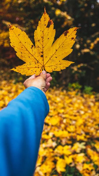 A vertical closeup of a hand holding a yellow leaf. - Photo, Image