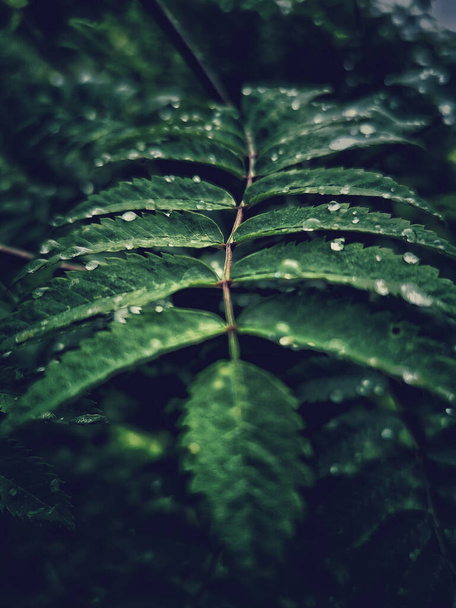 A closeup shot of waterdrops on a plant - Фото, изображение