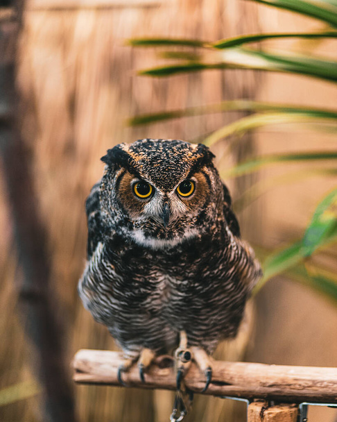 A closeup shot of an owl standing on a branch of a tree - Photo, Image