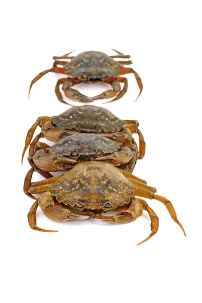 Gros plan sur les crabes vivants. Fond blanc. - Photo, image