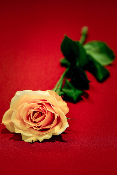 A closeup shot of a single pink rose isolated on a red background - Zdjęcie, obraz
