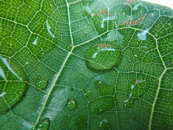 Colorful image of water drop on leaf. Macro photograph. Close up to object. - Photo, Image
