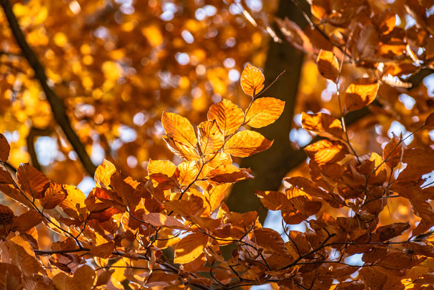 Las hojas en una rama en los rayos del sol en otoño - Foto, imagen