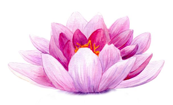 Akvarel lotos květ na bílém pozadí - Fotografie, Obrázek