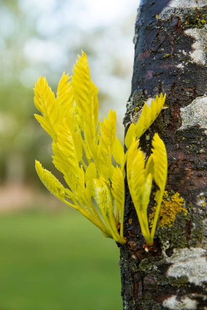 Éclosions de feuilles printanières sur le même tronc d'arbre  - Photo, image