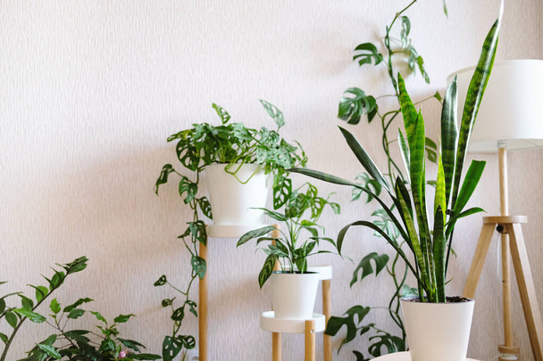Сансевиерия в белом цветочном горшке стоит на деревянном подставке для цветов в гостиной на фоне многих домашних растений. Концепция ухода за растениями.  - Фото, изображение
