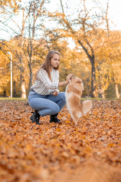 Egy nő őszi levelek között edz egy kutyát a parkban. Pomerániai német Spitz a hátsó lábán áll, és ételt kér fénymásolótérrel. - Fotó, kép