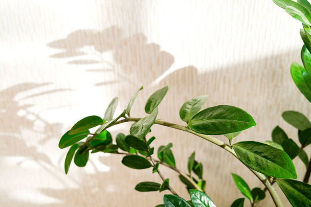 Zamioculcas Zamiifolia nebo ZZ Plant na světlém pozadí se stíny. Koncept péče o domácí rostliny. koncept minimalismu a skandálního stylu, zahradní místnost - Fotografie, Obrázek