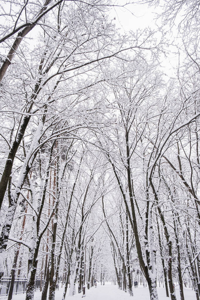 Winter forest landscape with trees under snow. Peaceful outdoor scene - Fotografie, Obrázek