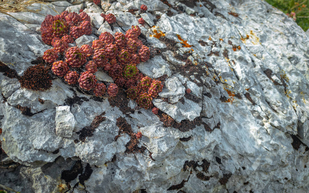 Βούρτσες άγριου Sempervivum σε βράχο in vivo. Παχύρευστο φυτό στην άγρια φύση. - Φωτογραφία, εικόνα