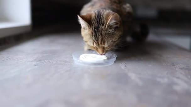 Carino gatto a strisce mangiare panna acida e leccare le labbra in modo divertente. Alimenti per animali - Filmati, video