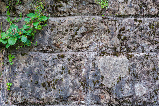 Stone wall overgrown with moss and lichen close up - Φωτογραφία, εικόνα