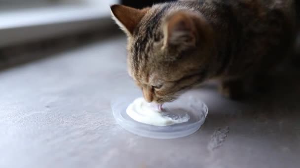 Tatlı çizgili kedi ekşi krema yiyor ve dudaklarını eğlenceli bir şekilde yalıyor. Evcil hayvan maması. - Video, Çekim