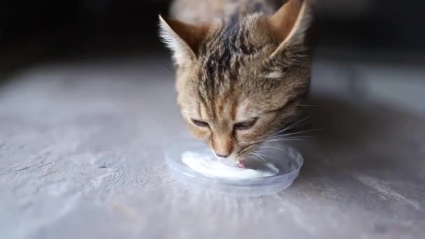 Carino gatto a strisce mangiare panna acida e leccare le labbra in modo divertente. Alimenti per animali - Filmati, video