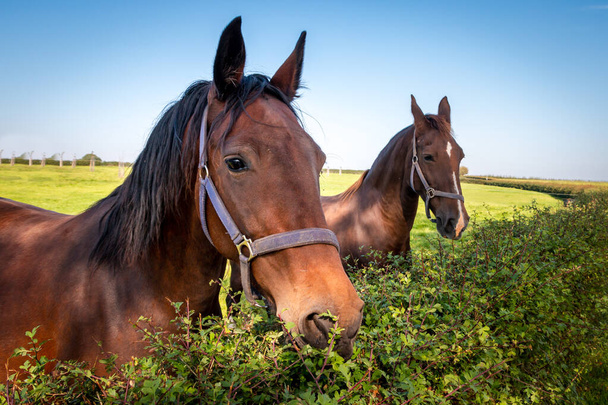 Hermosos caballos marrones mirando sobre el alto seto en el prado, provincia de Limburgo, Holanda - Foto, imagen