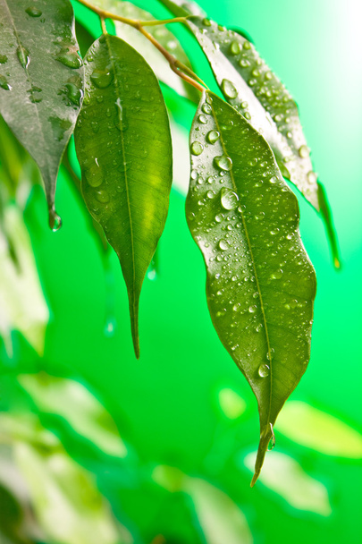 gumi növényi levelek - Fotó, kép