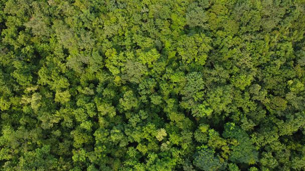 Vue grand angle d'une photo de forêt verte par drone - Photo, image